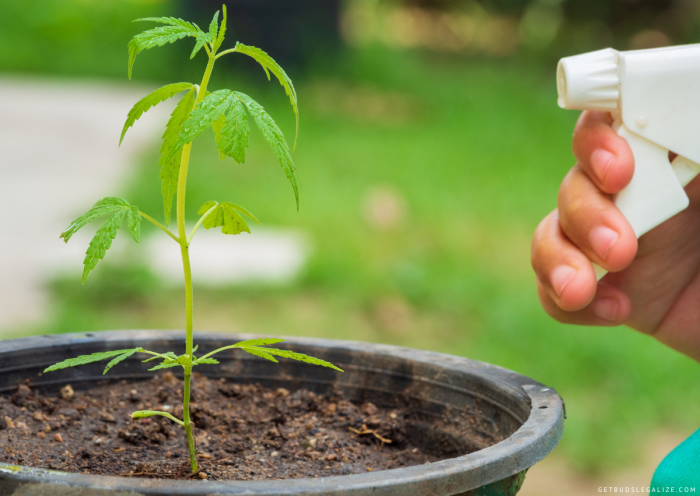 How much water does one cannabis plant need