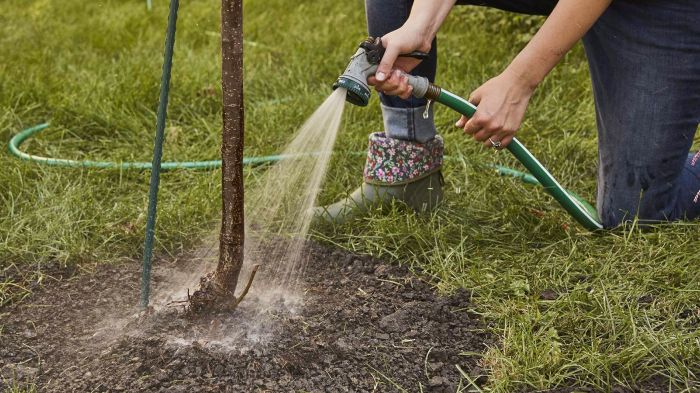 How much to water a newly planted tree