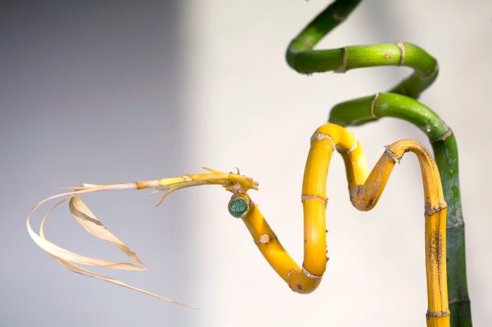 How often to water a lucky bamboo plant