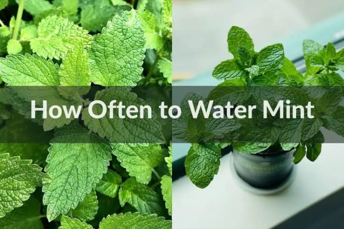 How often water mint plant