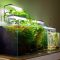 Is Fish Water Good for Plants?