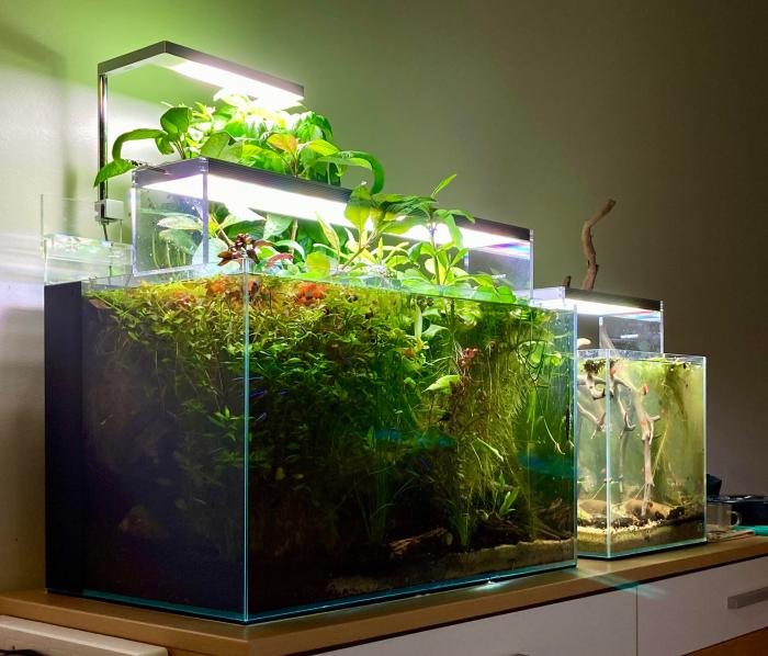 Is fish water good for plants