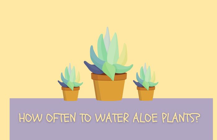 How often do i water an aloe plant