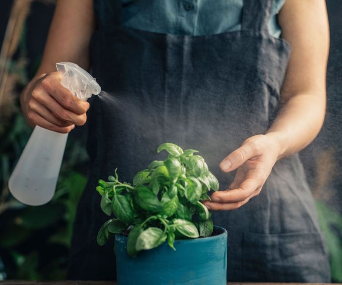 How often should i water a basil plant