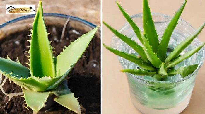 Do aloe plants need water