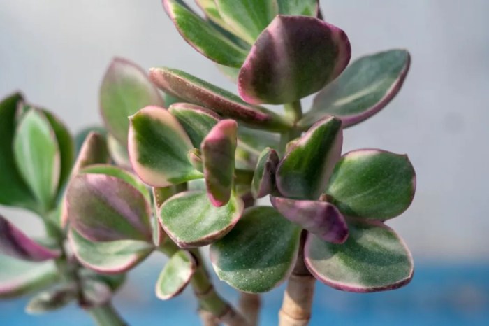 How much water should a jade plant get