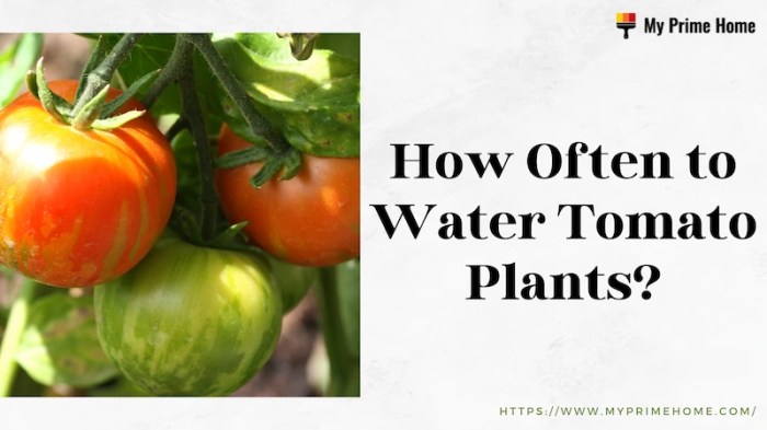 Watering often tomatoes plant