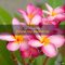 How Often to Water Plumeria Plants