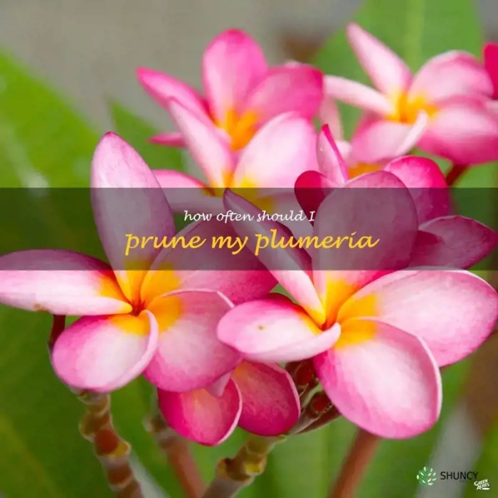 How often to water plumeria plant