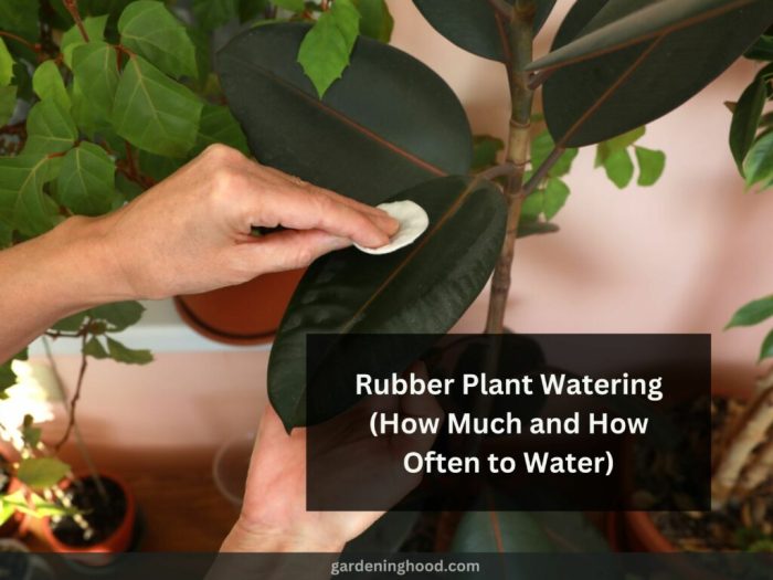 How often do you water a rubber plant