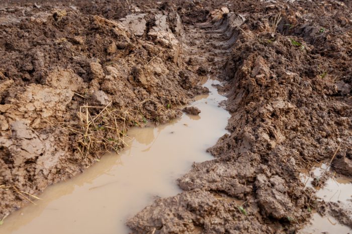 When to water a weed plant