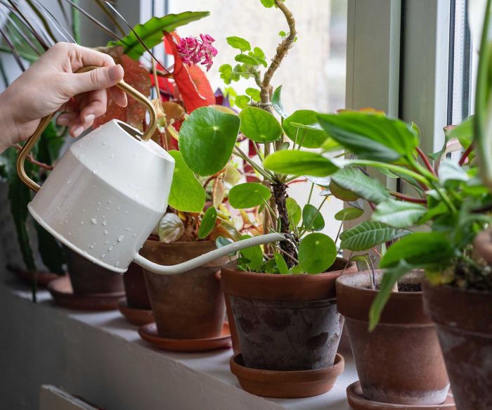 How often water hanging plants