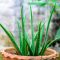 Can You Root Aloe Vera Plant in Water?