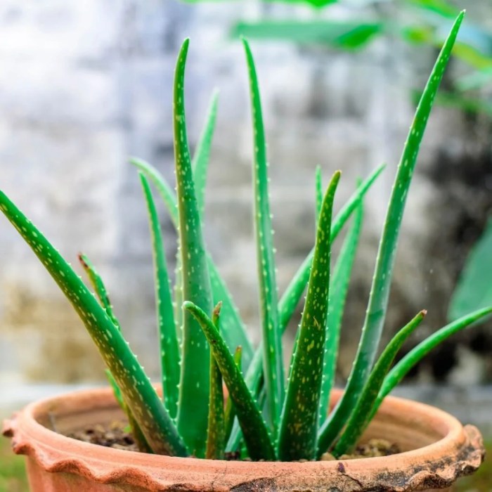 Can you root aloe vera plant in water