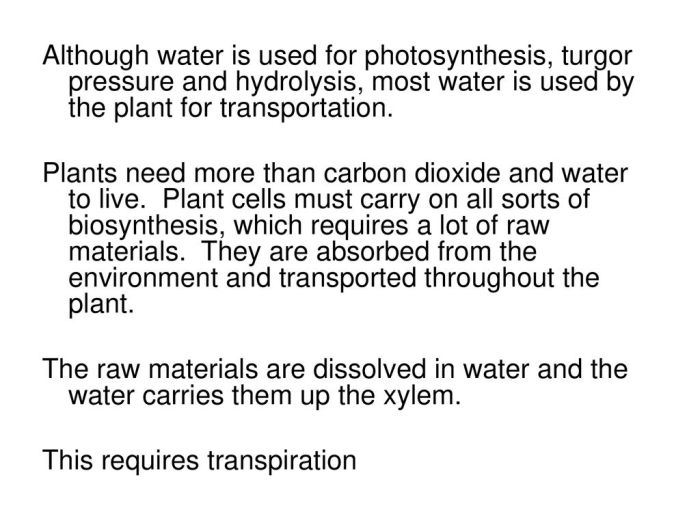 Why do plants need water to grow