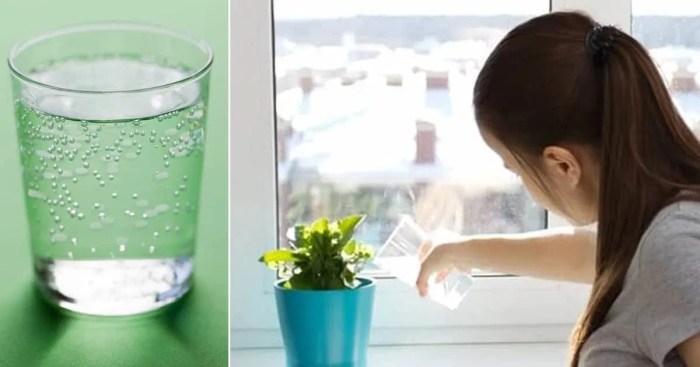 Is carbonated water good for plants