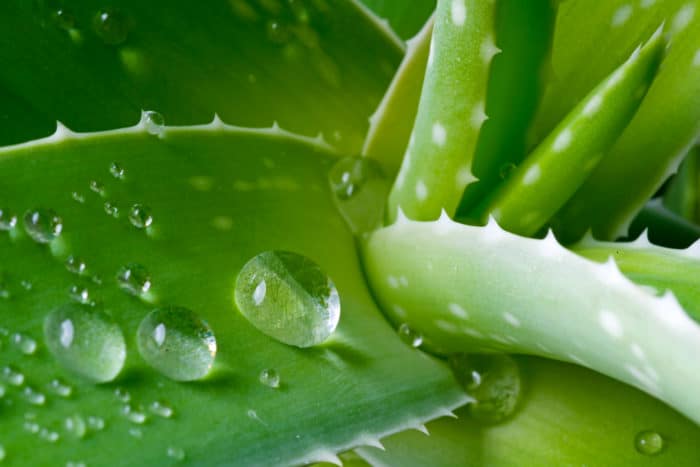 Do aloe vera plants need water