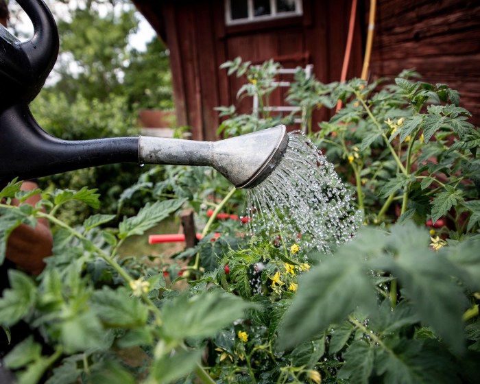 When is best time to water tomato plants