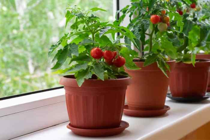 How often should you water potted tomato plants