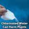 How to Dechlorinate Tap Water for Plants