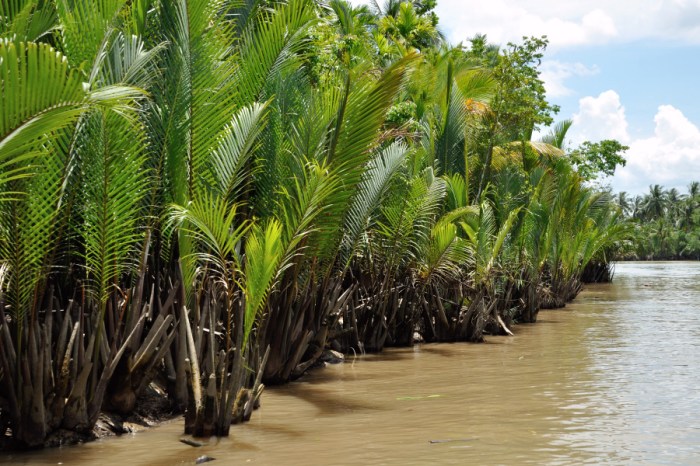 How to water a palm plant