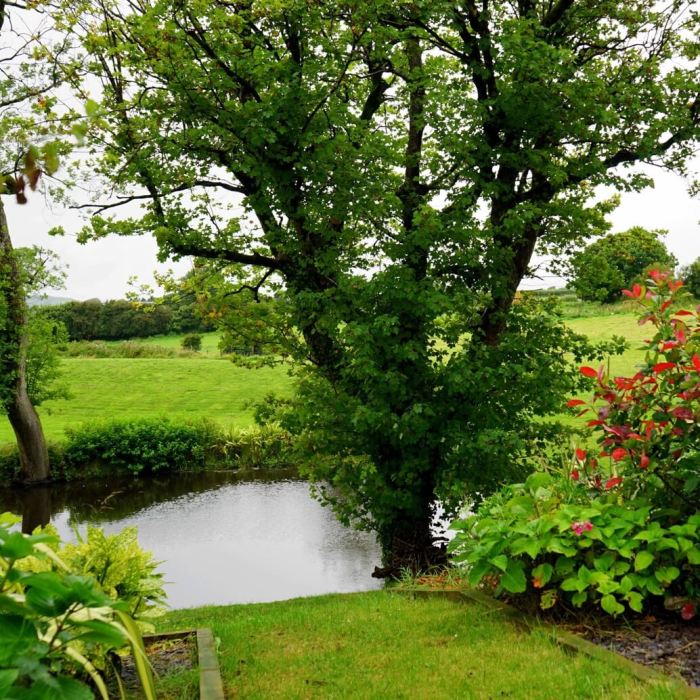 A tree planted by water