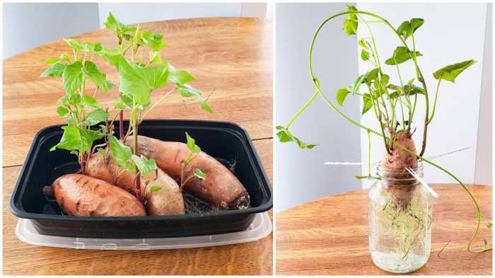 How to grow a potato plant in water