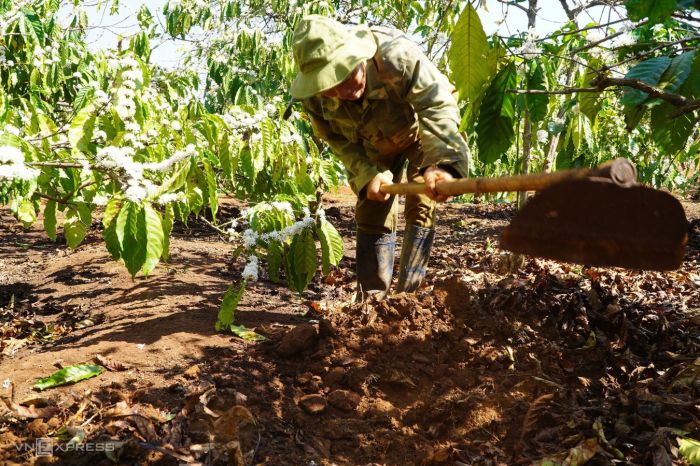 Can you water plants with coffee