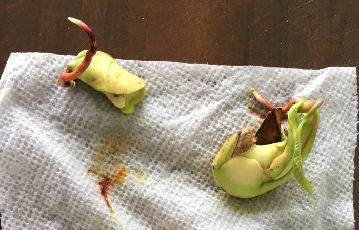 How to plant a mango seed in water