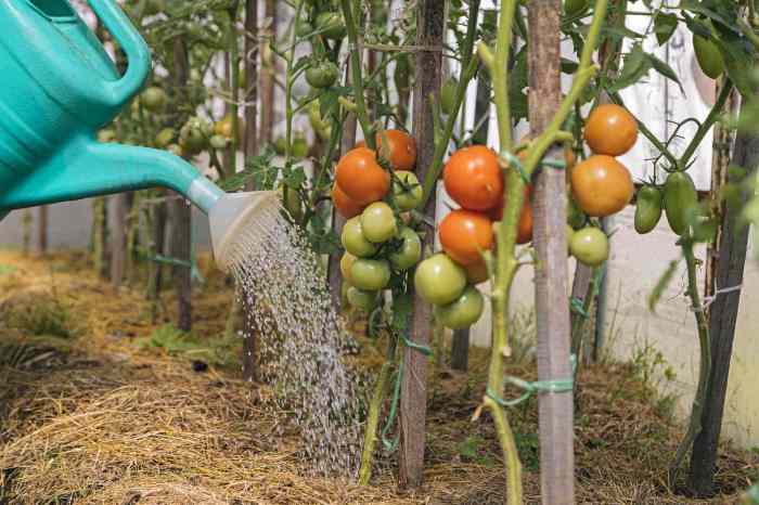 How often should i water a tomato plant