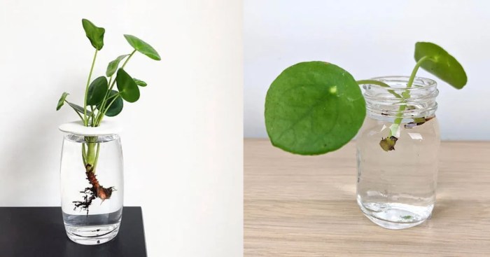 How often to water money plant indoors