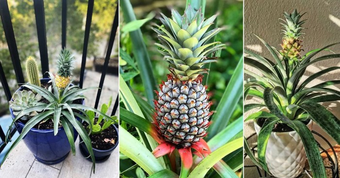 How much water does a pineapple plant need