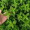 How Often Water Mint Plant Needs Watering