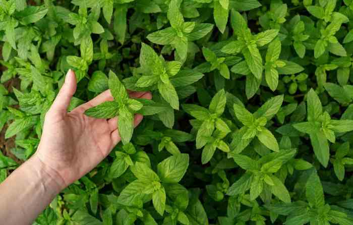 How often water mint plant