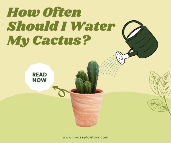 Cactus watering