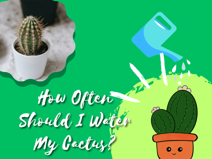 How often do you water a cactus plant