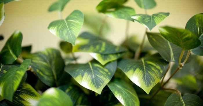 How often to water pothos plant