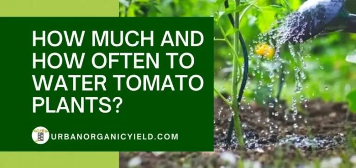 How often should i water a tomato plant