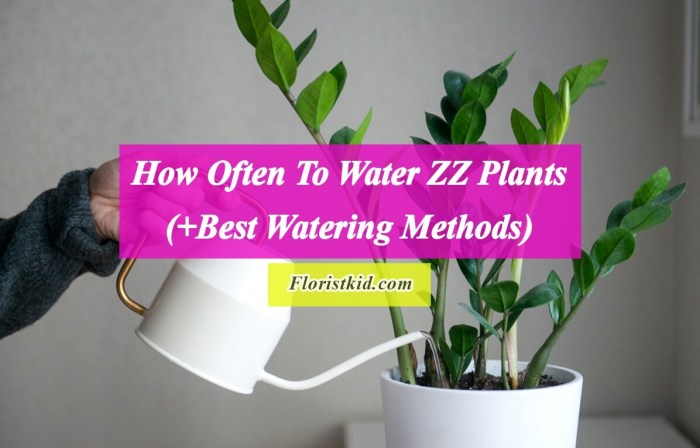 Zz thehealthyhouseplant