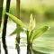 Can Bamboo Plants Grow in Water?