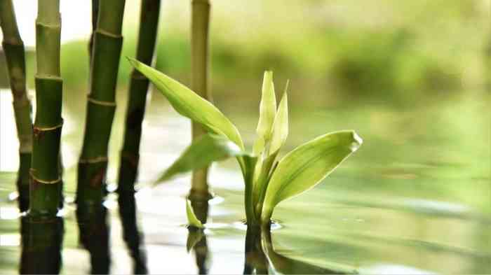 Can bamboo plants grow in water