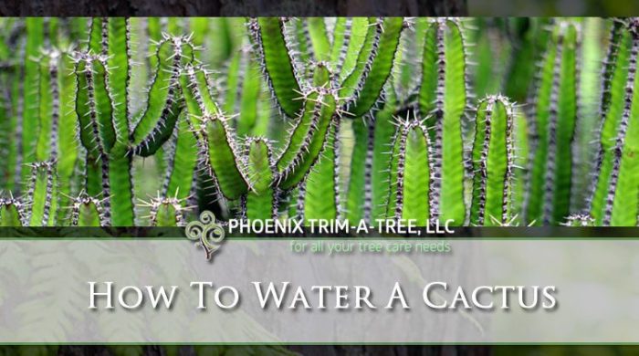 Do you water cactus plants