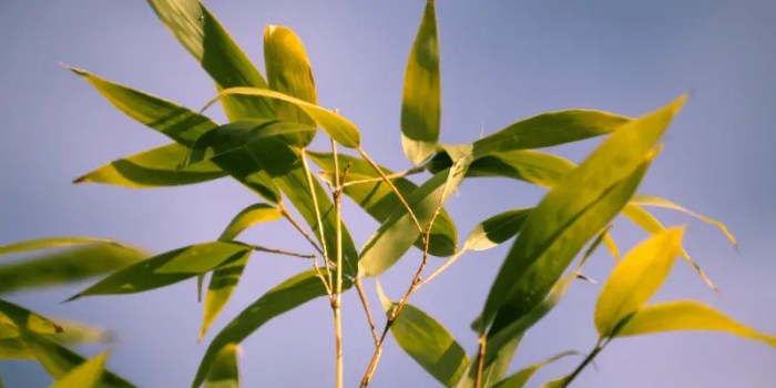 How often should i water my bamboo plant