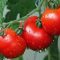 How Much to Water Tomato Plants?