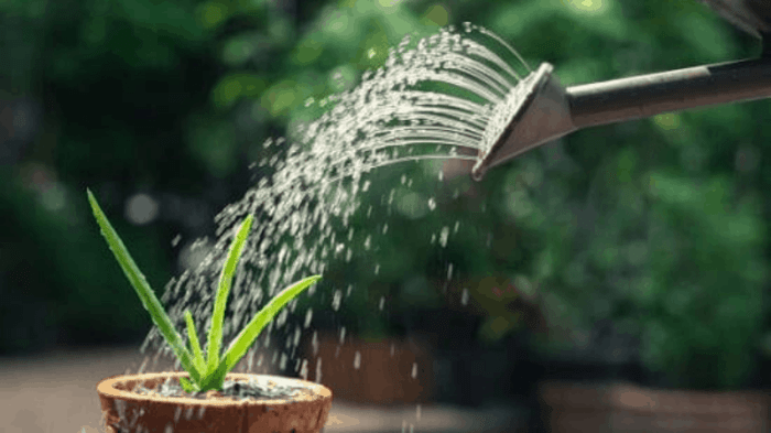 How much to water a aloe vera plant