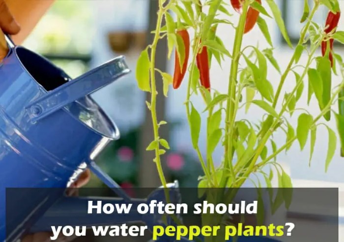 How much should you water plants