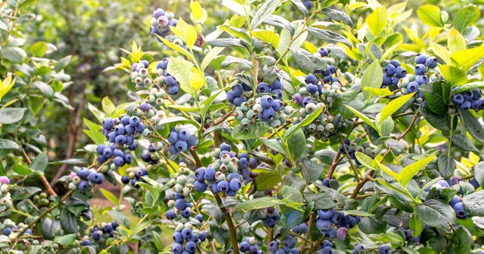 How much water does a blueberry plant need