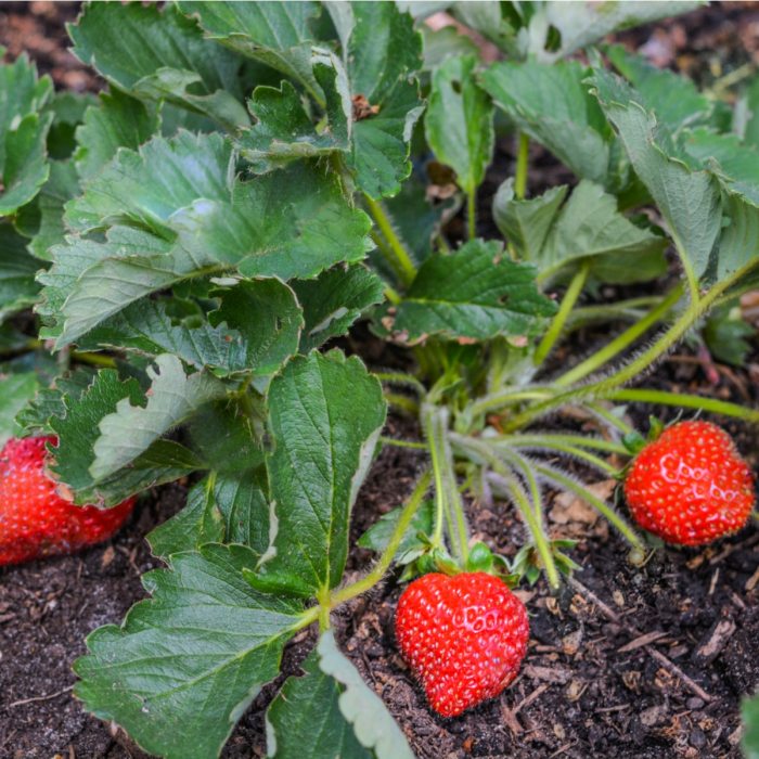 How often to water strawberry plant