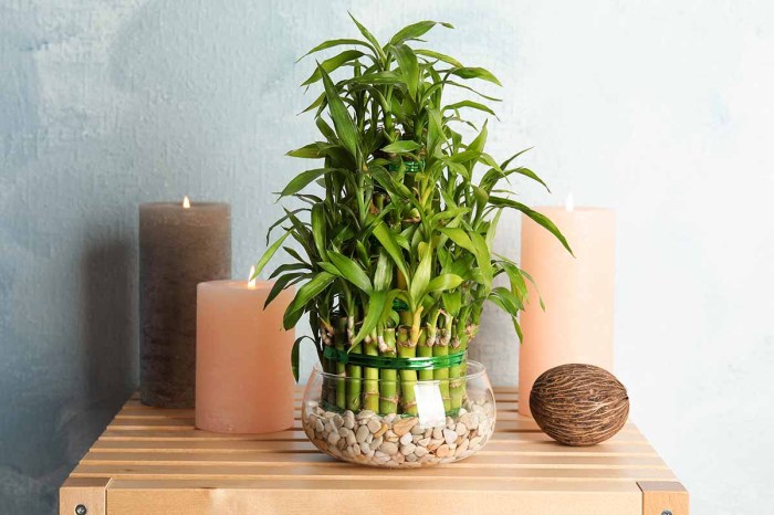 How to plant lucky bamboo in water