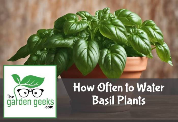 Seeds basil frequently